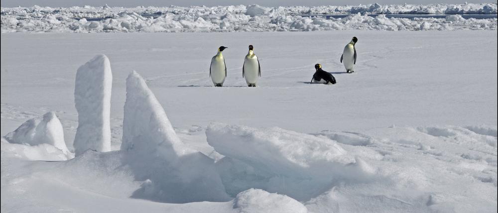 Kaiserpinguine in der Antarktis.