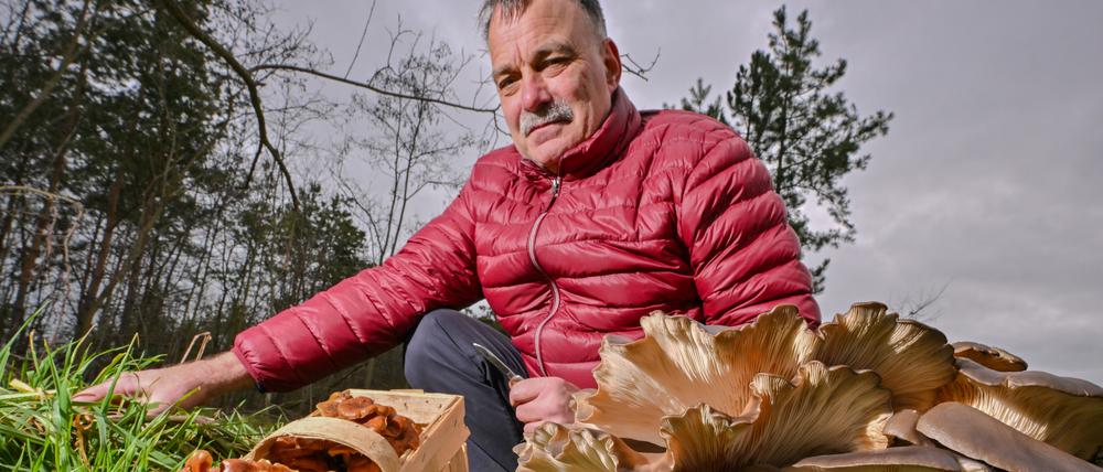 Lutz Helbig, Pilzberater, zeigt in einem Wald in der Lausitz eine kleine Auswahl von echten Winterpilzen. 