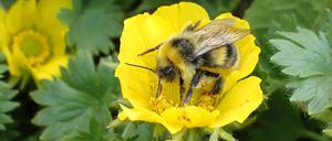 Die Interaktion von Hummeln mit Blüten wird deutlich effizienter, wenn die Blüten gemustert sind. Links ein Männchen der hellen Erdhummel, rechts eine Arbeiterin der dunklen Erdhummel.