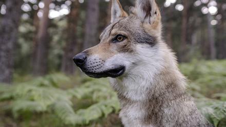 Nicht Wolf, sondern Hund: ein Wolfhund (Symbolbild).