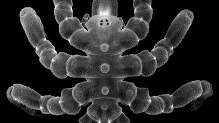 Die Knotige Asselspinne kann sogar verloren gegangene Geschlechtsorgane regenerieren.