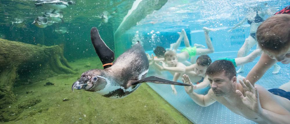 Nur eine Scheibe trennt Schwimmende mit und ohne Flossen.