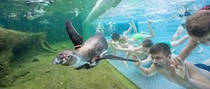 Nur eine Scheibe trennt Schwimmende mit und ohne Flossen. 