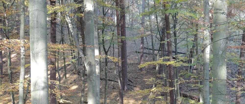 Die Rotbuche (Fagus sylvatica) ist der prägende Baum des Choriner Waldes.