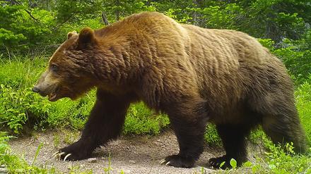 Grizzlys (Ursus arctos) nutzen menschliche Wege häufiger, wenn keine Menschen darauf gehen.
