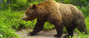 Grizzlys (Ursus arctos) nutzen menschliche Wege häufiger, wenn keine Menschen darauf gehen.