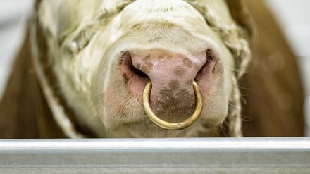 Quälerei oder notwendiger Schutz: Die Rindernase ist empfindlich, kritisieren Tierschützer. Wenn am Nasenring gezogen wird, tut das den Tieren weh. Doch ausgewachsene Bullen sind schwer zu lenken. Sie wiegen über 1500 Kilo. 