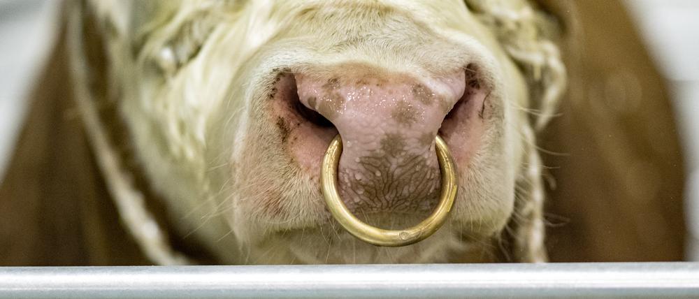 Quälerei oder notwendiger Schutz: Die Rindernase ist empfindlich, kritisieren Tierschützer. Wenn am Nasenring gezogen wird, tut das den Tieren weh. Doch ausgewachsene Bullen sind schwer zu lenken. Sie wiegen über 1500 Kilo.