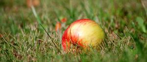 Die Streuobstwiese ist eine traditionelle Form der Landwirtschaft. Die Bäume dienen dem Obstanbau, das Grünland darunter kann gemäht oder als Weide genutzt werden.