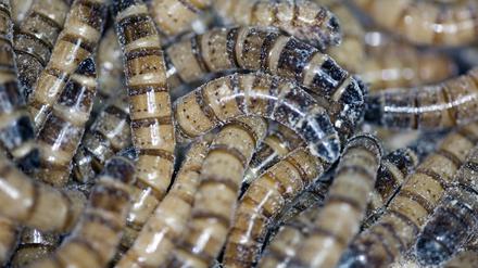 Larven des Getreideschimmelkäfers gefällig? In einer Großproduktion in den Niederlanden werden essbare Insekten im großen Stil gezüchtet. 