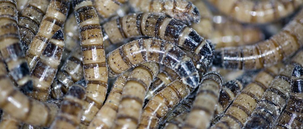 Larven des Getreideschimmelkäfers gefällig? In einer Großproduktion in den Niederlanden werden essbare Insekten im großen Stil gezüchtet.