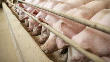 Schweine am Futtertrog im Stall eines Mastbetriebes unweit von Frankfurt (Oder).