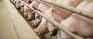 Schweine am Futtertrog im Stall eines Mastbetriebes unweit von Frankfurt (Oder).
