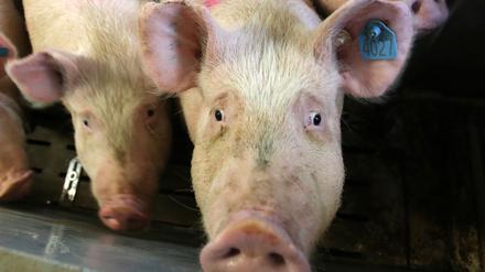 Ein Ferkel schaut bei einem Pressetermin am 19.11.2015 im Gut Schweinezucht in Alt Gaarz (Mecklenburg-Vorpommern)neugierig in die Kamera. Bei einem Stallgespräch des Bauernverbandes wird die "Initiative Tierwohl" vorgestellt, an der sich das Gut beteiligt. Foto: Bernd Wüstneck/dpa ++ +++ dpa-Bildfunk +++