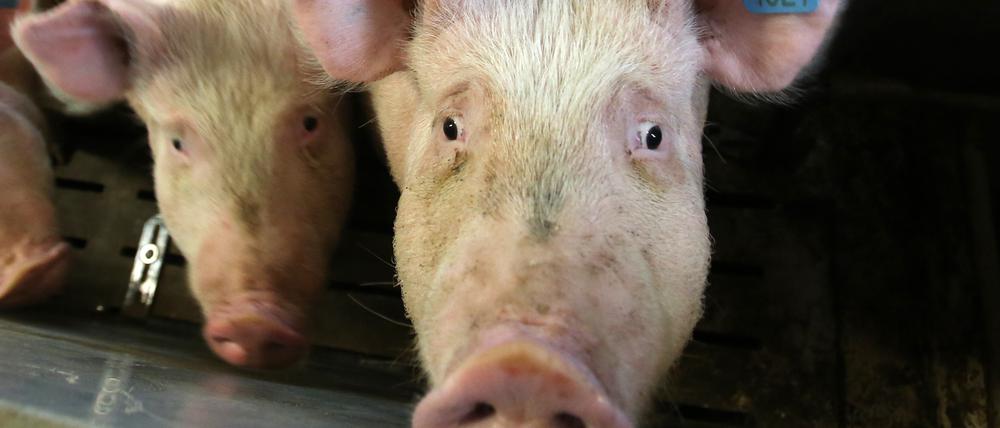 Ein Ferkel schaut bei einem Pressetermin am 19.11.2015 im Gut Schweinezucht in Alt Gaarz (Mecklenburg-Vorpommern)neugierig in die Kamera. Bei einem Stallgespräch des Bauernverbandes wird die "Initiative Tierwohl" vorgestellt, an der sich das Gut beteiligt. Foto: Bernd Wüstneck/dpa ++ +++ dpa-Bildfunk +++