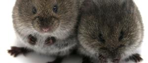 Präriewühlmäuse sind streng monogam.