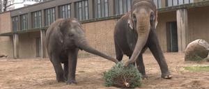 27.01.2023, Berlin: Elefanten des Berliner Zoos fressen Tannenbäume, die in der Weihnachtszeit nicht als Christbäume verkauft wurden. Die Nadelbäume sind für die Dickhäuter eine willkommene Abwechselung auf dem Speiseplan. Foto: Paul Zinken/tnn/dpa +++ dpa-Bildfunk +++