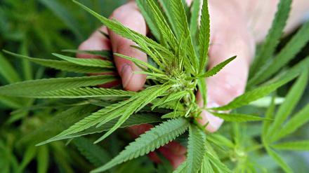 Eine Cannabis-Pflanze wächst auf einem Feld in Osten der Slowakei.