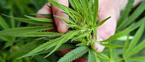 Eine Cannabis-Pflanze wächst auf einem Feld in Osten der Slowakei.