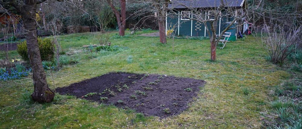 ARCHIV - 03.04.2020, Berlin: Ein Kleingarten in einer Kleingartenanlage in Pankow. Auf ungenutzten Flächen wie Flachdächern und Kleingärten könnte in Berlin Gemüse angebaut werden - und damit einer Studie zufolge ein Großteil des Bedarfs gedeckt werden.      (zu dpa «Berlin könnte Großteil des Gemüsebedarfs selbst anbauen») Foto: Jörg Carstensen/dpa +++ dpa-Bildfunk +++