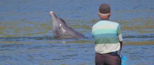 Ein Tümmler signalisiert einem Fischer. 