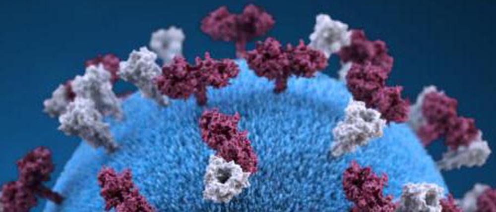 Modell das Masernvirus mit dem F-Protein