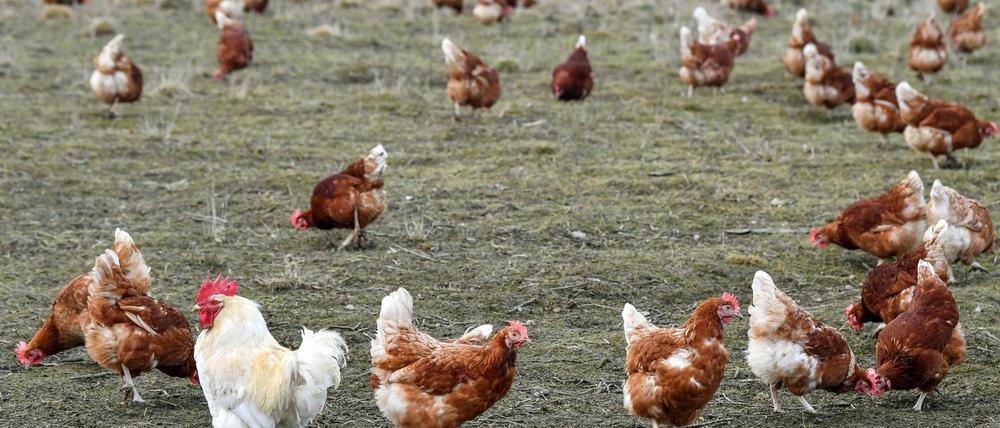 Suppenhühner sind meist Legehennen, die ihre Arbeit erledigt haben. Zartes Fleisch liefern sie nicht mehr, dafür viel Aroma. 