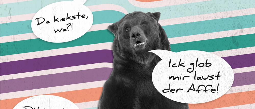 Berliner Schnauze ist zurück  – Dit is doch Mumpitz!