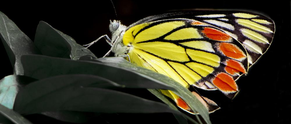 Delias eucharis, ein mittelgroßer Schmetterling Süd- und Südostasiens, ist ein Beispiel für eine Insektenart, deren Verbreitungsgebiet von Schutzgebieten nur unzureichend abgedeckt wird.