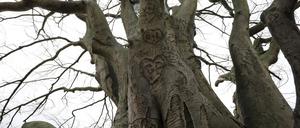 Die Buche auf der Freundschaftsinsel muss aufgrund von Umweltschäden gefällt werden.