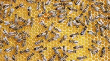 Honigbienen im Bienenstock