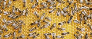 Honigbienen im Bienenstock