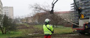 Baumfällungen an der Cornelsenwiese in Berlin-Schmargendorf.