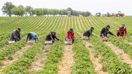 Erntehelfer pflücken Erdbeeren auf einem Feld in Sachsen.  