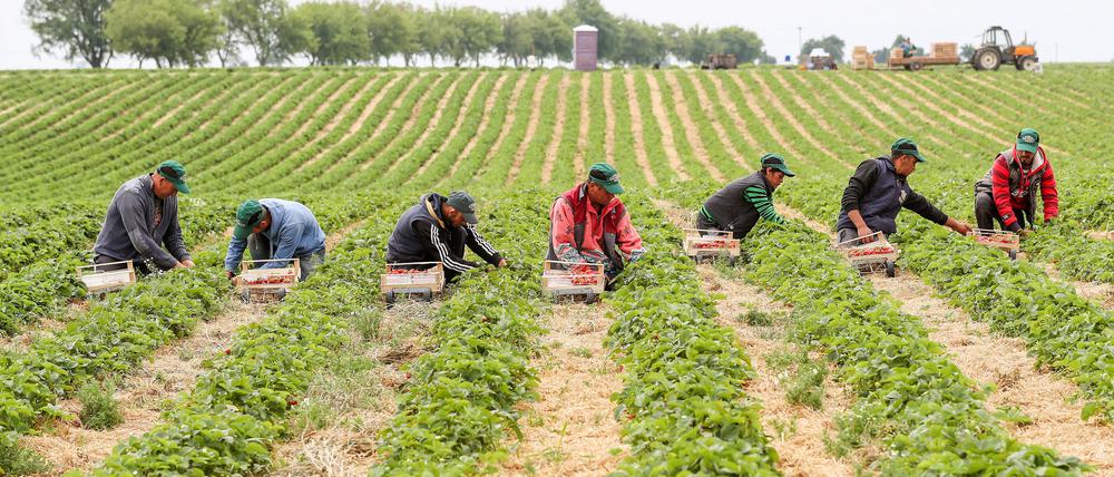 Erntehelfer pflücken Erdbeeren auf einem Feld in Sachsen.  