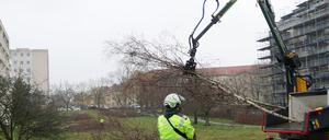 Dem Bauprojekt auf der Cornelsenwiese mussten viele Bäume weichen.