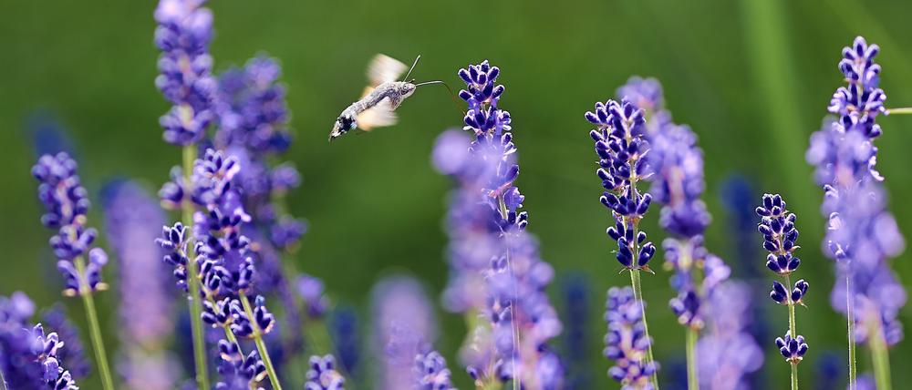 Lavendel kommt ohne viel Wasser aus – und beliebt bei Insekten.