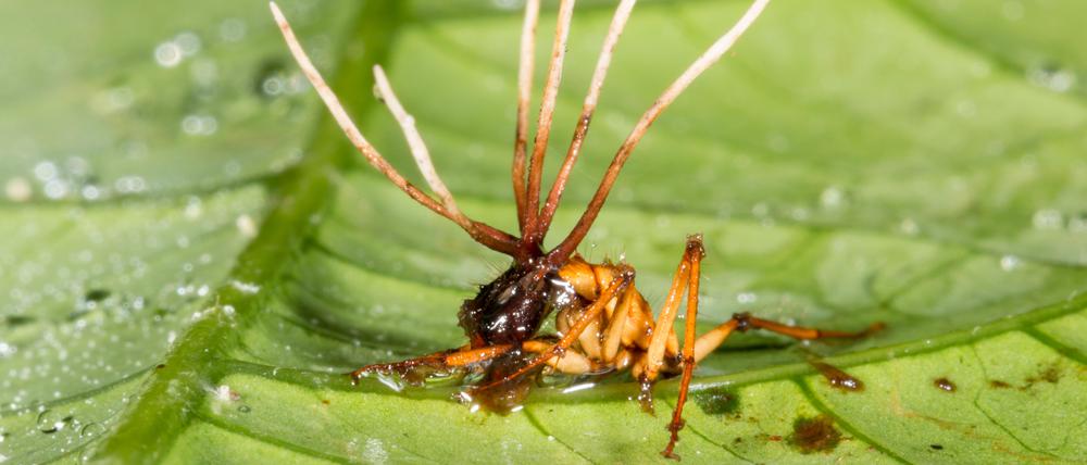 Cordyceps sprießt aus dem Ameisenkörper, um diesen an Ort und Stelle festzukleben, und produziert antimikrobielle Stoffe, die andere Erreger auf Abstand halten. 