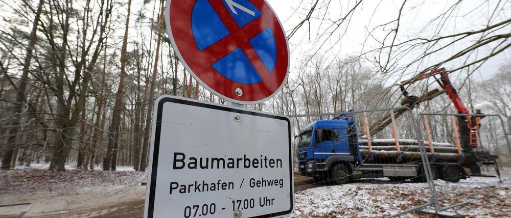 Baumfällungen Am Kahleberg im Wohngebiet "Waldstadt" Potsdam.