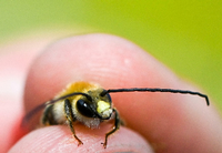 Eine Langhornbiene wird bei einer Wildbienen-Exkursion der Aurelia Stiftung im Botanischen Garten Berlin betrachtet.