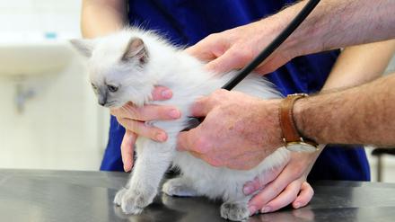 Die Allgemeinuntersuchung dieser niedlichen Babykatze kostet jetzt 23,62 Euro.