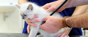 Die Allgemeinuntersuchung dieser niedlichen Babykatze kostet jetzt 23,62 Euro.