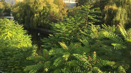 Götterbäume (im Vordergrund) breiten sich zwischen dem Park am Gleisdreieck und dem Elise-Tilse-Park aus. Er ist anspruchslos und wächst unglaublich schnell: Vielerorts schießen in diesem Sommer junge Götterbäume in die Höhe. Der Gast aus Asien zeigt massiven Ausbreitungswillen – und dürfte vom Klimawandel stark profitieren. 