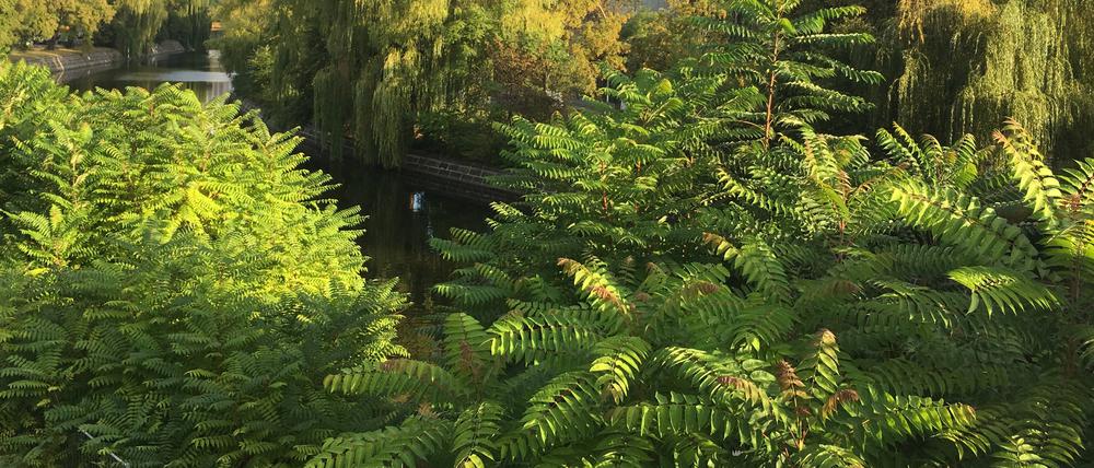 Götterbäume (im Vordergrund) breiten sich zwischen dem Park am Gleisdreieck und dem Elise-Tilse-Park aus. Er ist anspruchslos und wächst unglaublich schnell: Vielerorts schießen in diesem Sommer junge Götterbäume in die Höhe. Der Gast aus Asien zeigt massiven Ausbreitungswillen – und dürfte vom Klimawandel stark profitieren. 