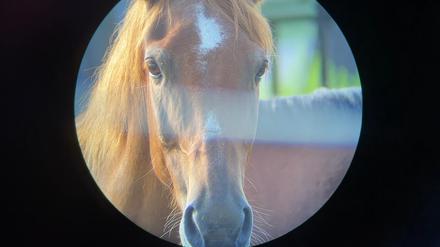 „Horse Opera“, der Berlinale-Forums-Beitrag von Moyra Davey.