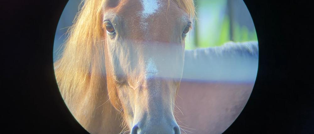 "Horse Opera", der Berlinale-Forums-Beitrag von Moyra Davey.