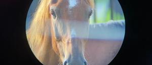 "Horse Opera", der Berlinale-Forums-Beitrag von Moyra Davey.
