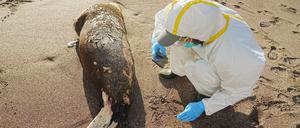 Ein toter Seelöwe wird am Strand untersucht. 