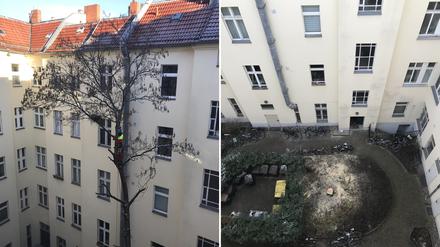 Die Fällung des Baums im Hinterhof an der Greifswalder Straße.