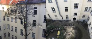 Die Fällung des Baums im Hinterhof an der Greifswalder Straße.